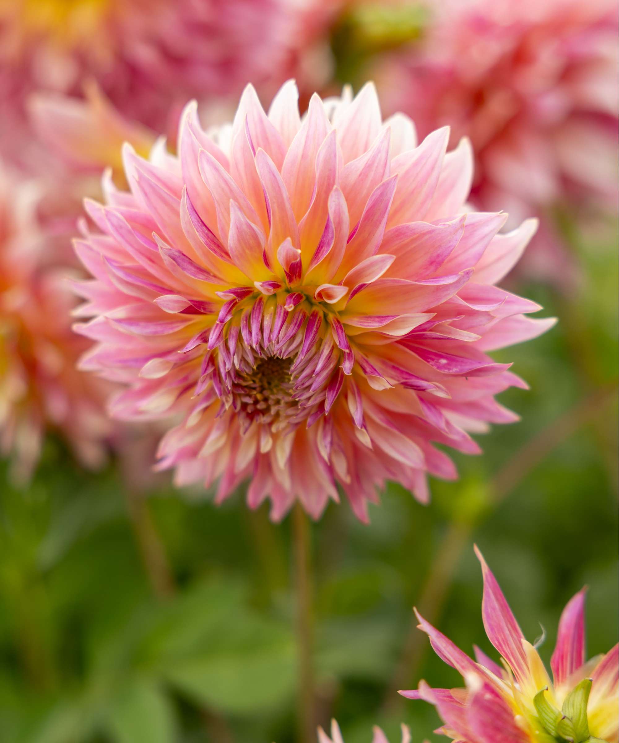 Dahlia 'Tompoes'